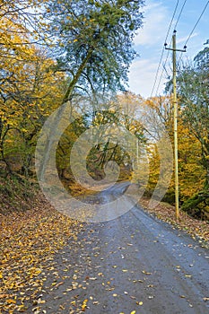 Dirt road passing through an autumn forest in the mountains