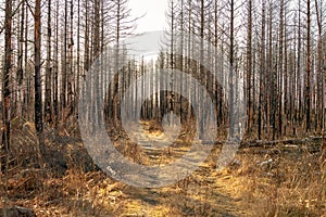 Dirt road passing a dead forest ravaged by a forest fire