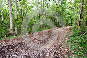 Dirt Road Passing Through Forest