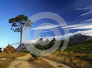 Dirt road passing by separately growing pine tree in mountainous area