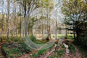 Dirt road, path through yellowing trees in the autumn forest. Autumn rural landscape. Selective focus.