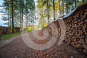 a dirt road with a pile of logs on the side of it and a forest in the background with lots of trees