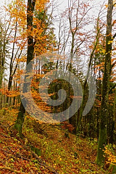 a dirt road with a pile of logs on the side of it and trees in the background on a cloudy day