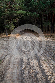 Dirt road in the pine forest