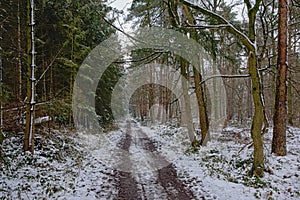 Dirt road through a pine forest covered in snow