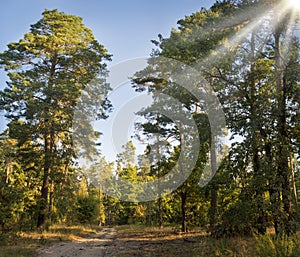 Dirt road in a pine forest