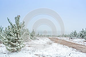 Dirt road through pine forest in snow covered winter