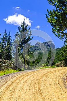 Dirt road in a pine tree forest