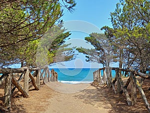 Dirt road between pine trees under blue sky. Forest road, footpath and Mediterranean nature