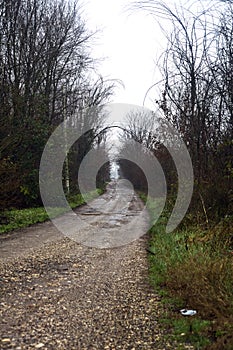 Dirt road with puddles in a grove on a clou day in winter