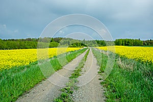 Dirt road through rape fields