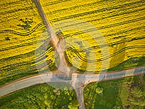 Dirt road in rapeseed flowering field, spring rural Aerial top view