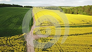 Dirt road in rapeseed flowering field, spring rural sunny scene