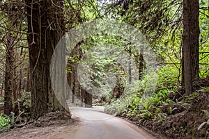 Dirt Road in Redwood National Park California USA