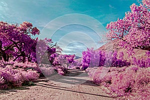 Dirt road running through pink vegetation