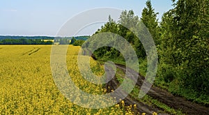 A dirt road runs through a field of bright yellow flowering rapeseed