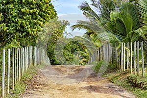 Dirt road through the rural area