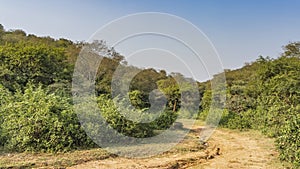 Dirt road for safari in the jungle.