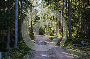 Dirt road through a shiny forest