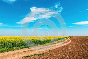 Dirt road snaking through cultivated rapeseed field in bloom