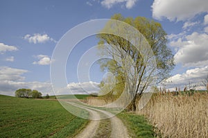 Dirt road in spring