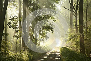 a dirt road through the spring deciduous forest in foggy weather green leaves on branches of maple trees backlit by morning sun