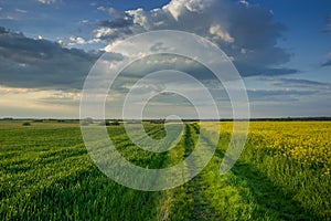 Dirt road through a spring fields and evening clouds in the sky