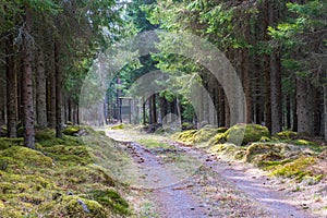 Dirt road in a spruce forest with a hunting tower