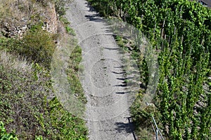 dirt road at the steep vineyards, Pommern an der Mosel photo