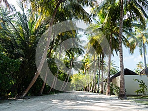 Dirt Road Stretching Through Maldivian Jungle