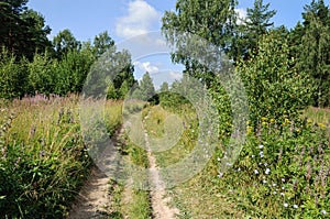 Dirt road in summer forest