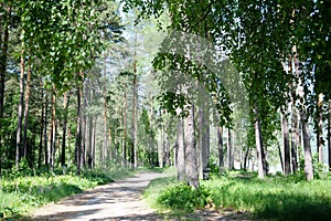 A dirt road in the summer sunlit forest