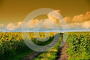 Dirt road in a sunflower field