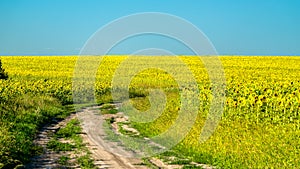 Dirt road in a sunflower field in Russia