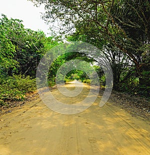 Dirt road surrounded by the forest known as Estrada Parque do Pa photo