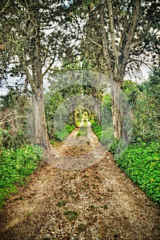 Dirt road surrounded by pine trees