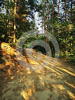 a dirt road that is surrounded by tall trees and lots of leaves