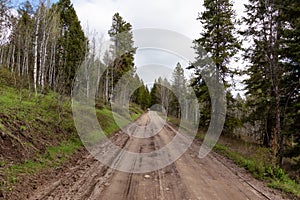 Dirt Road surrounded by Trees in American Landscape. photo