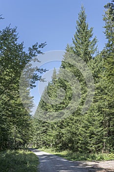 Dirt road and tall fir trees in summer woods, Black Forest, Germany