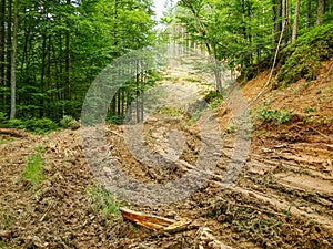 Dirt road to the logging site in a mountain