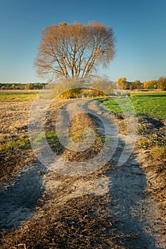 Dirt road towards a tall tree with no leaves