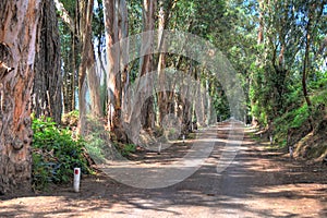Dirt road with trees alongside