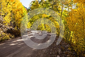 Dirt road through trees with fall colors