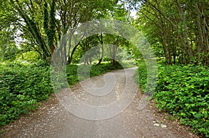 Dirt road with trees in ireland