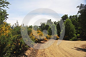 Dirt road with trees in summer san martin de los andes without in neuquen without people neuquen argentina