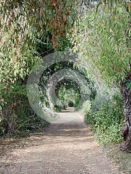 dirt road with tunnel of trees