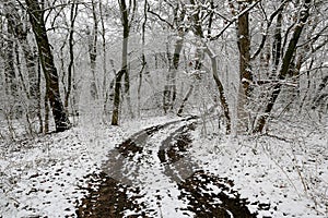 dirt road turn in winter forest