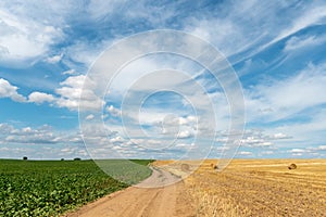 A dirt road between two rural fields. Agricultural field with wheat and beets. Hay bales in a field under a beautiful blue sky and