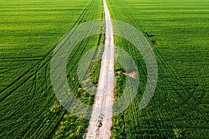 Dirt road in between two wheat grass fields in spring from drone pov, aerial shot