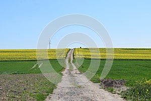 dirt road up the hill between yellow canola fields in the Eifel